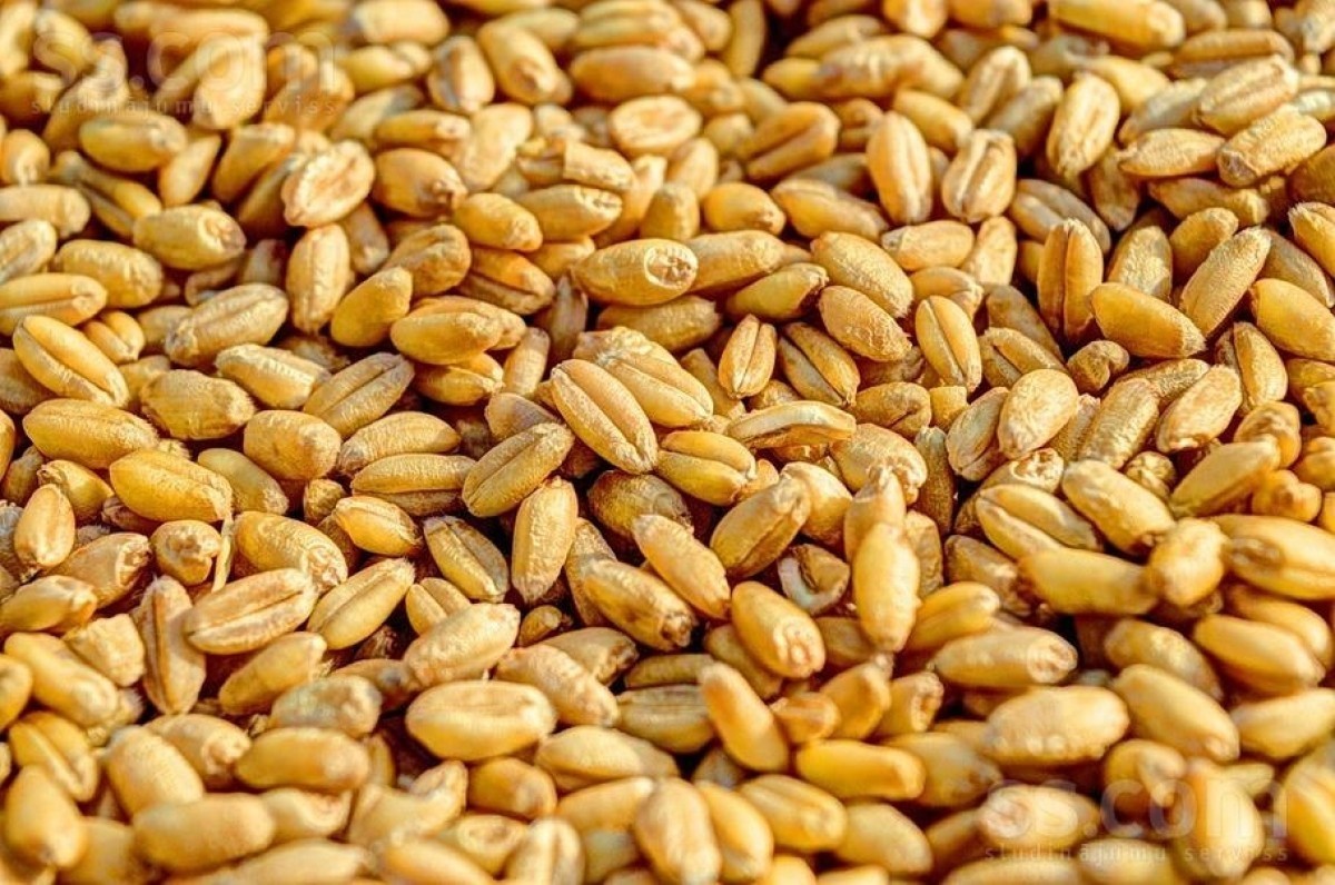 KVIEŠU graudi 1kg