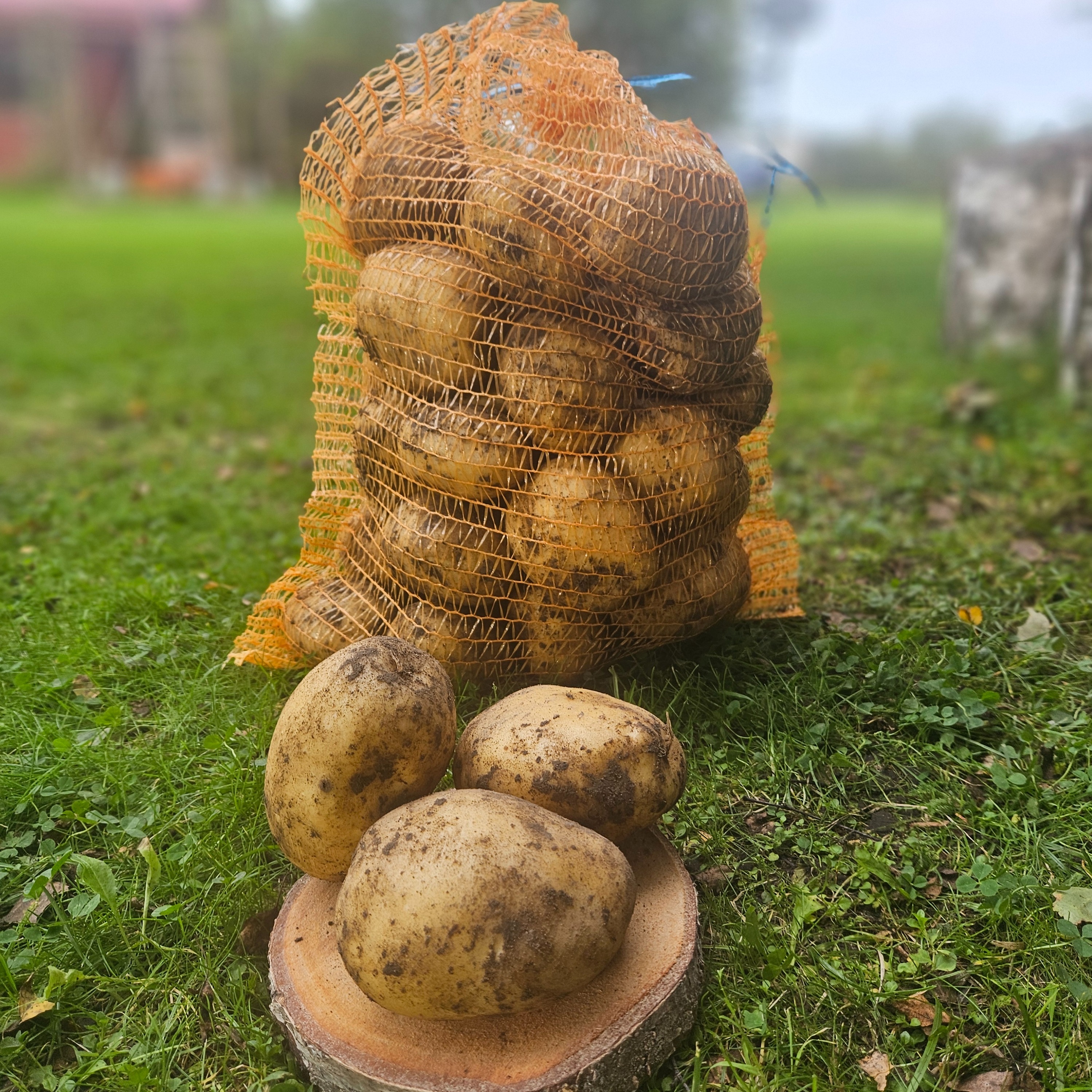 Potatoes Twister